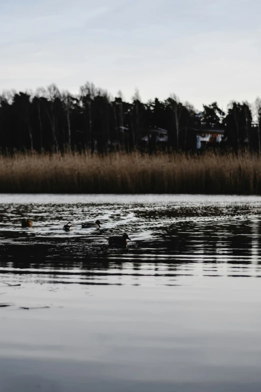 water with a bird flying through the air