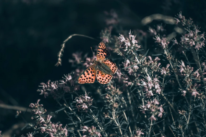 two erflies sitting on top of some flowers