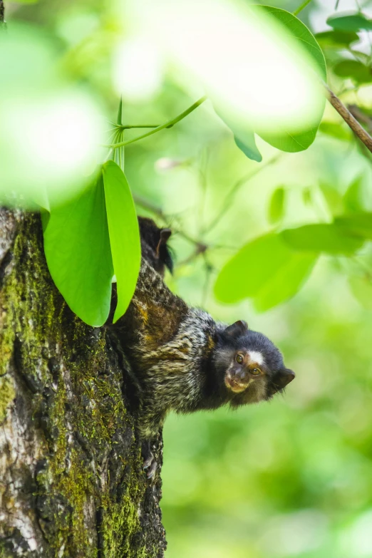 a small animal is poking its head out of the bark of a tree