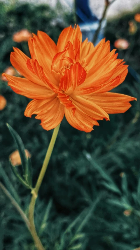 orange flower with dark green leaves and ground