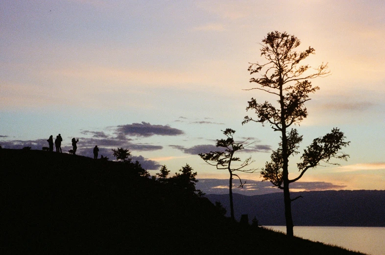 a tree sitting on top of a cliff next to the ocean