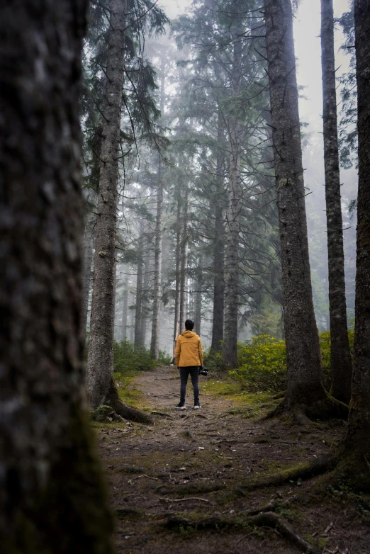 a person walks in a pine tree forest