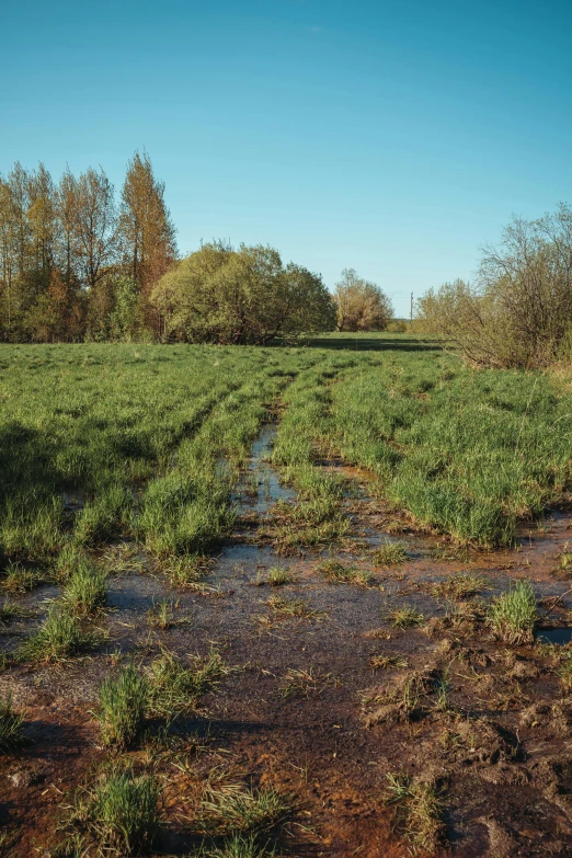 the road is muddy on the way to the woods