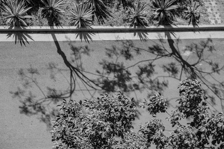 the sun casts a shadow on the sidewalk in front of the green plants