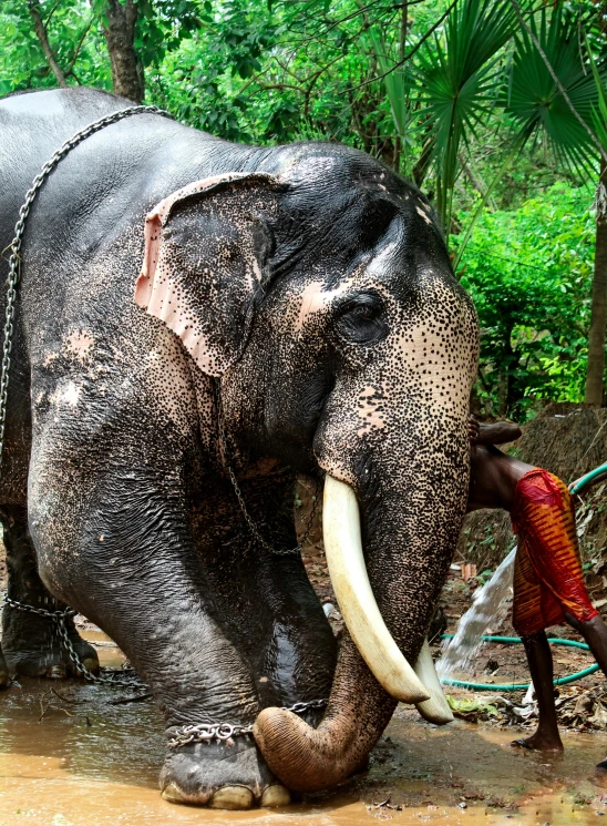 a large elephant standing in the water next to a man