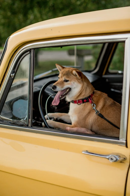 the dog is hanging out of the window of the car