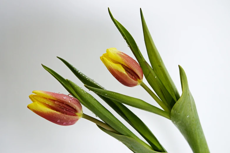 the stems of several multi colored flowers are shown