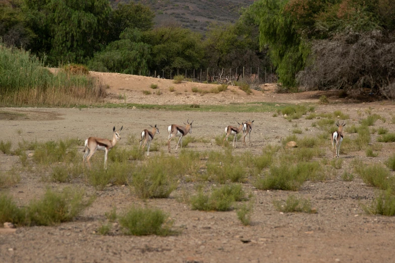 some antelopes standing by some bushes and bushes