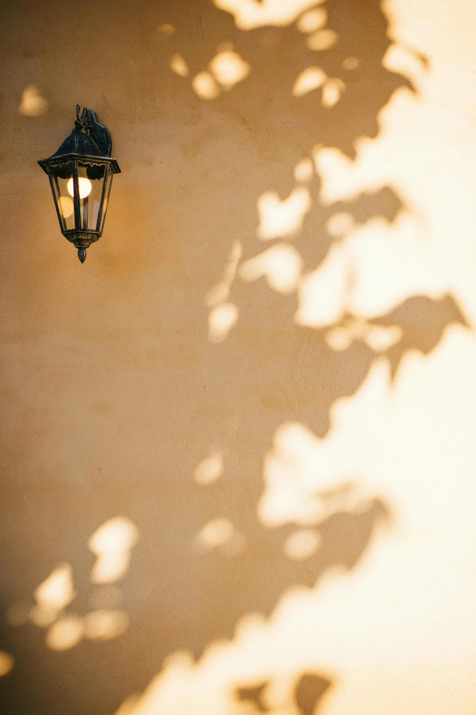 shadow of a lamp and flower pot on the wall