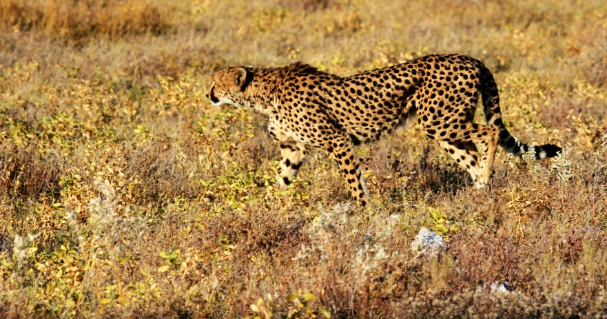 a cheetah walking through dry grass in the wild