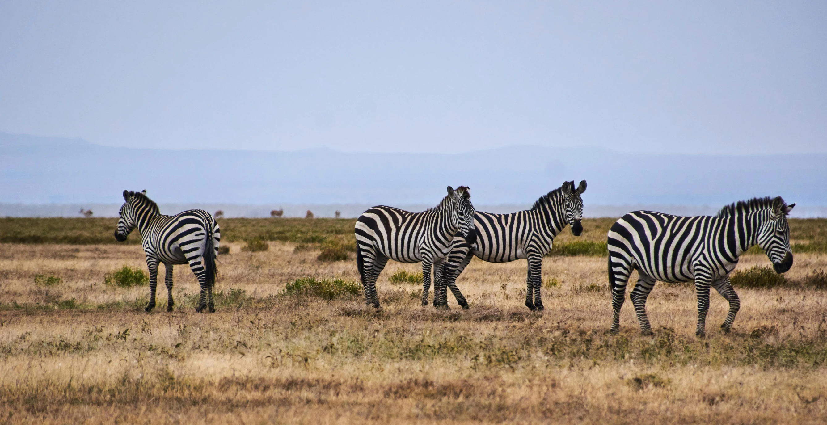 a group of zes that are standing in the grass