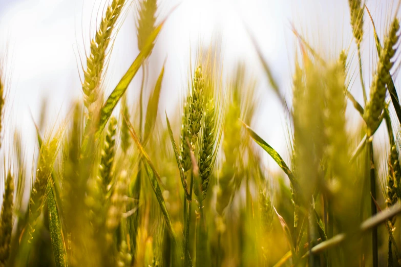 a green field that has some tall grass