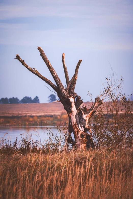 a tree with large long nches is near the water