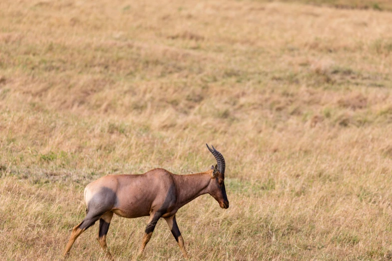 an antelope walking in tall brown grass and dried shrubs