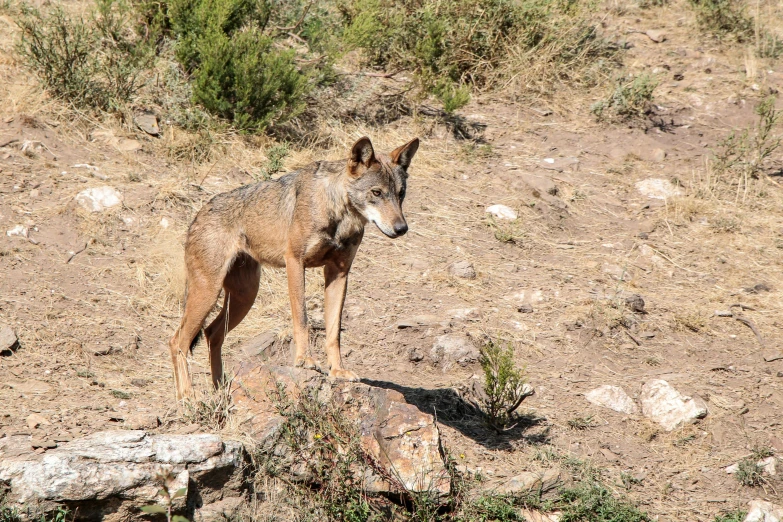 the large wild dog is standing on a rock