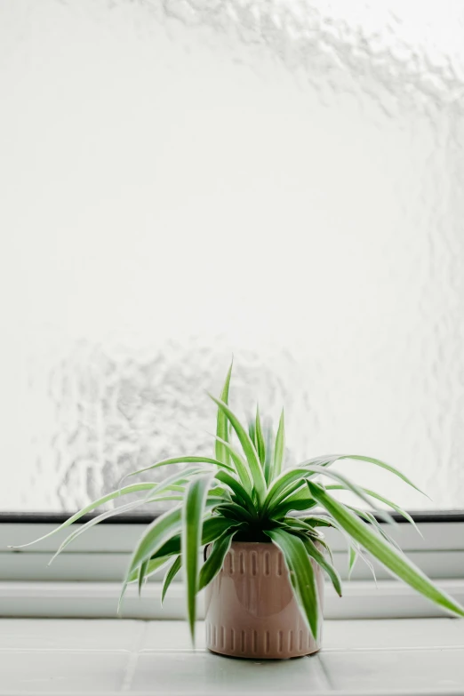 a wooden potted plant with a window in the background