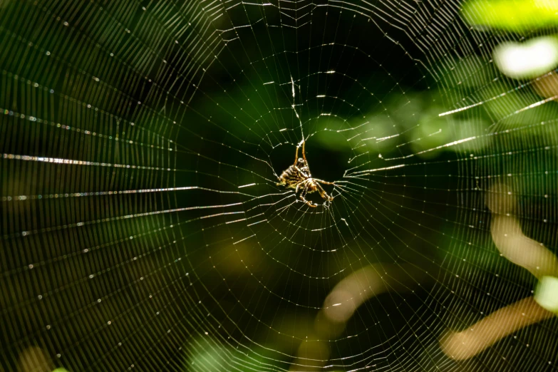 a large spider is sitting in the center of its web