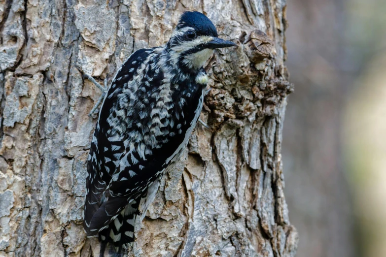 a bird standing on the trunk of a tree eating