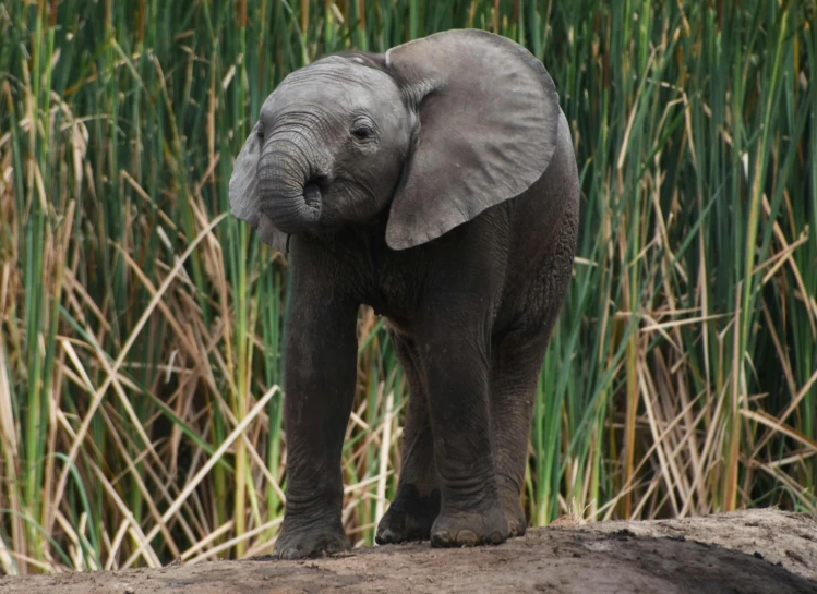 an elephant stands on a rock near grass