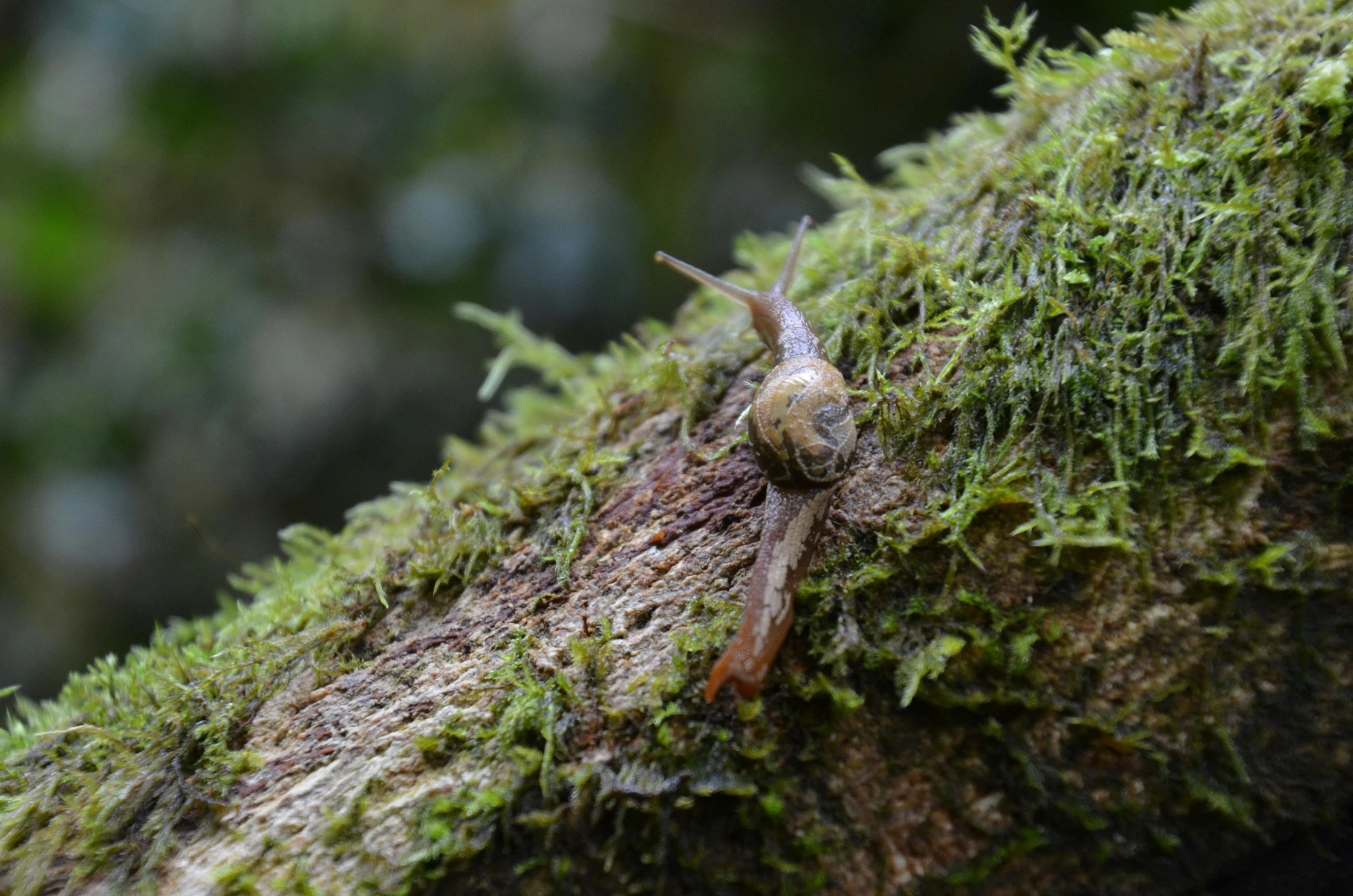 a snail sits on a mossy nch in the forest