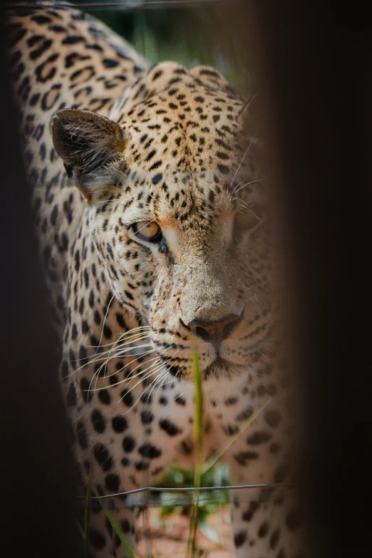 a leopard standing on top of a lush green field