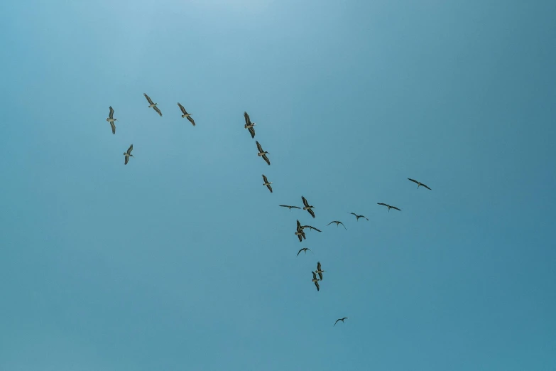 a flock of birds flying in the blue sky