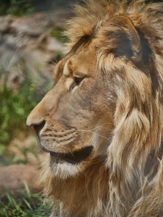 a lion looks into the distance while standing in grass