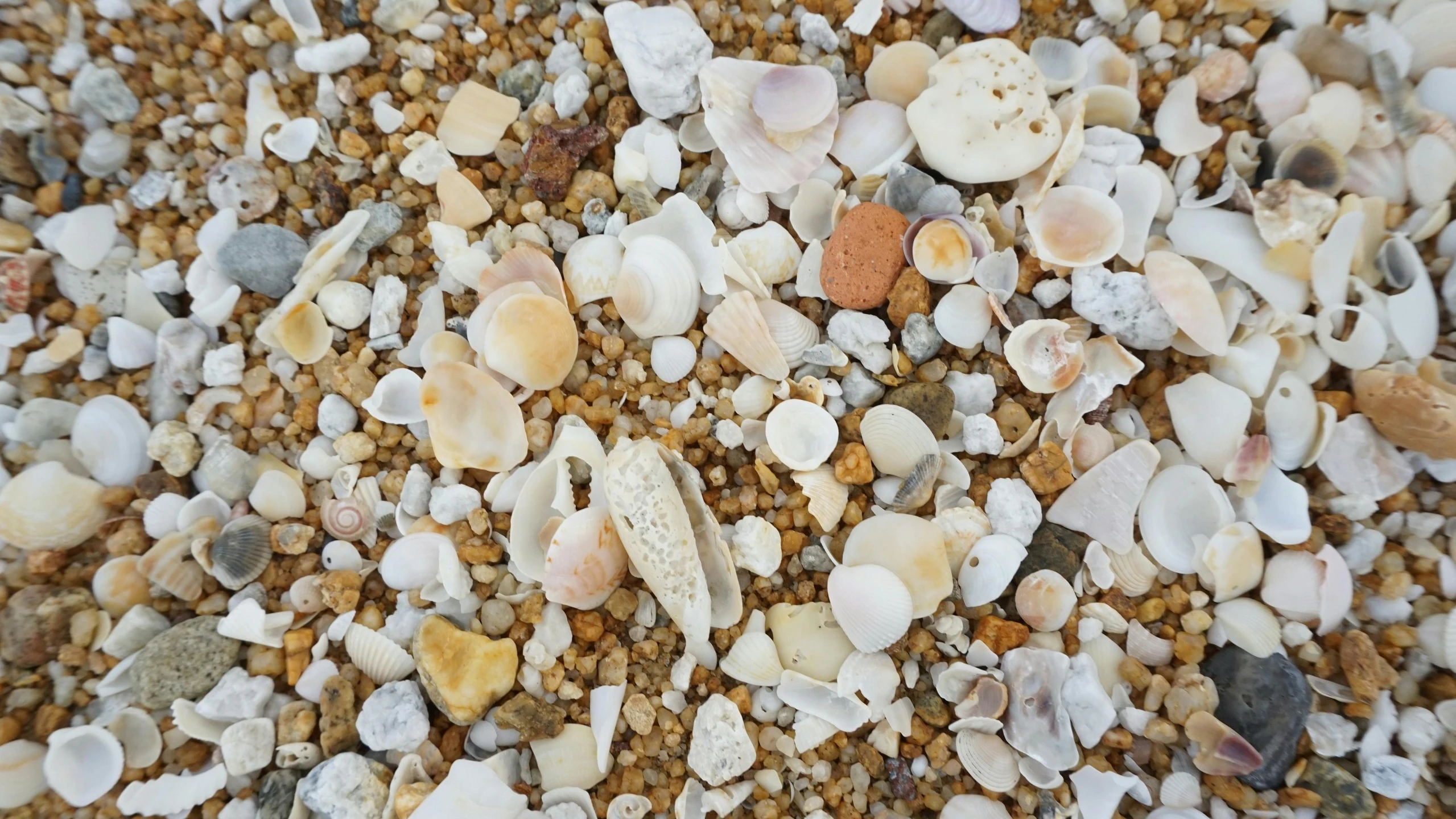 a bunch of different types of sea shells