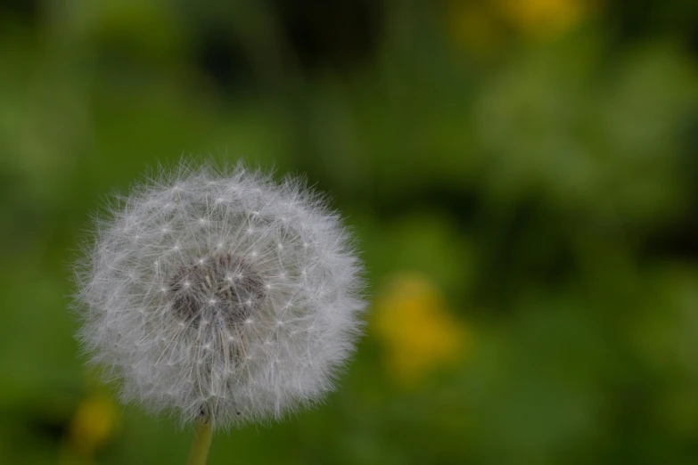 a close up of a dandelion in a field