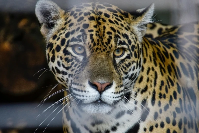 a large, pretty leopard looking straight ahead