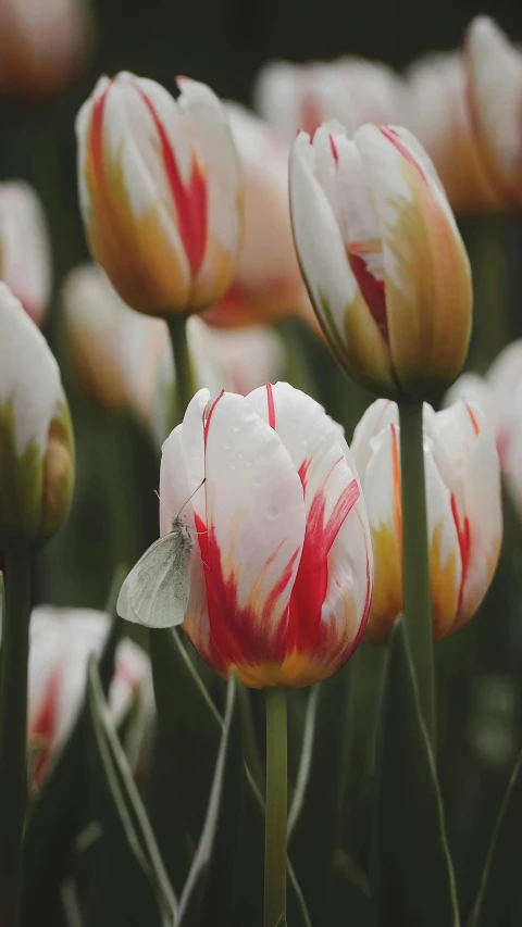 a bunch of flowers that are in the grass