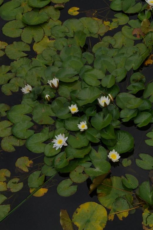 flowers are growing on lily pads in the water