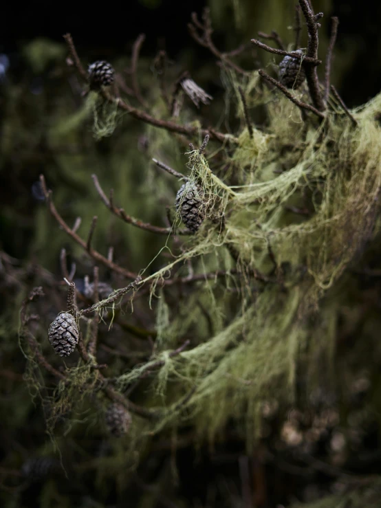 green moss covered with pine cones in a forest