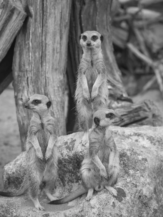 three meerkats standing on the rocks together