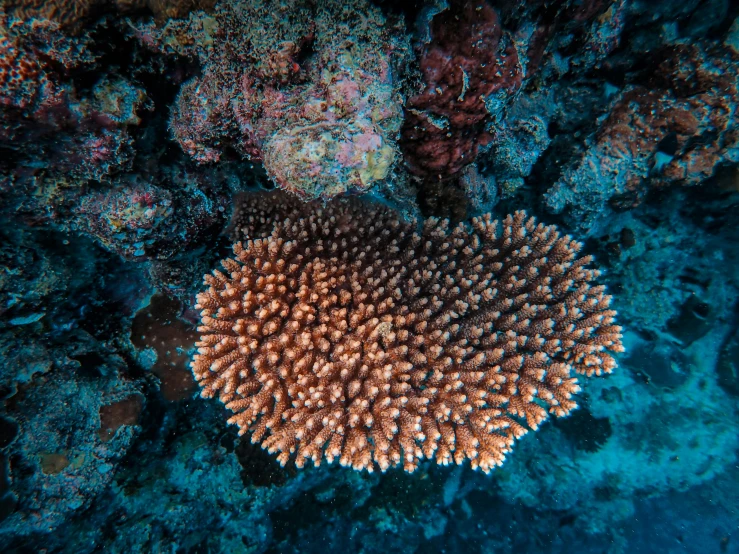 a big brown piece of coral on the ocean floor