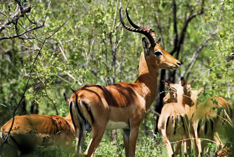 several antelope grazing in the woods near the trees