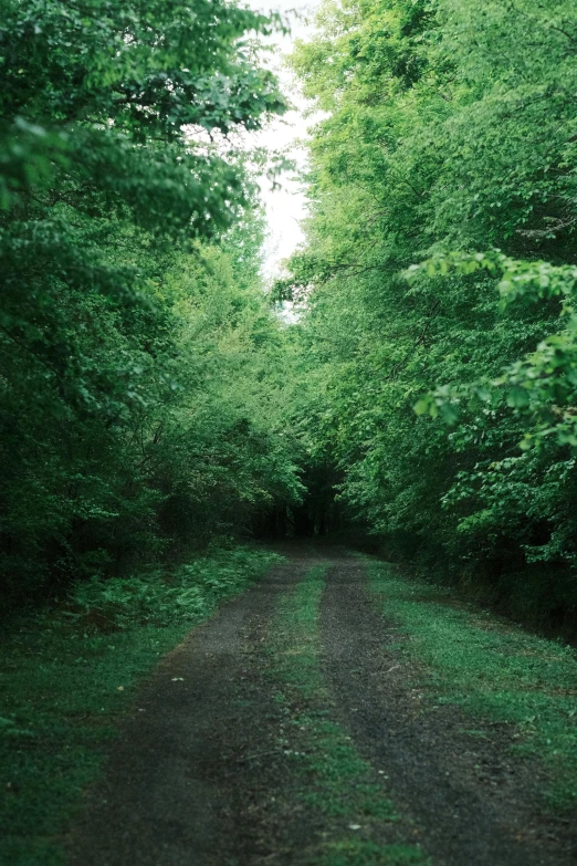 a path in a wooded area with lush green foliage