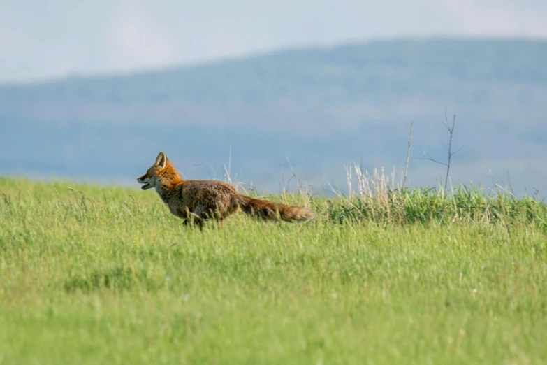 an image of fox that is in the grass