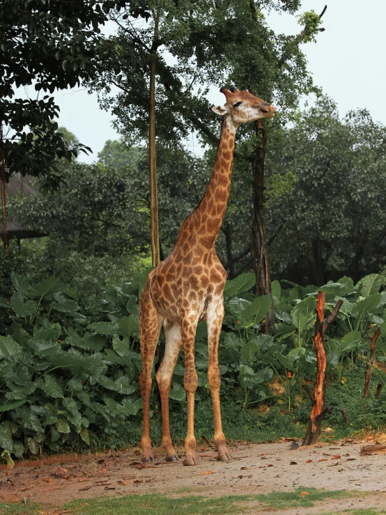 a giraffe standing next to a forest of tall trees