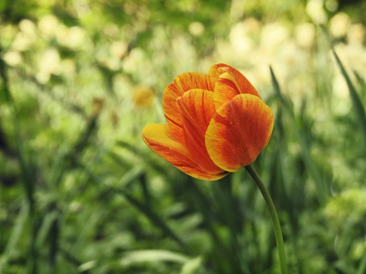 a flower is in the middle of some grass