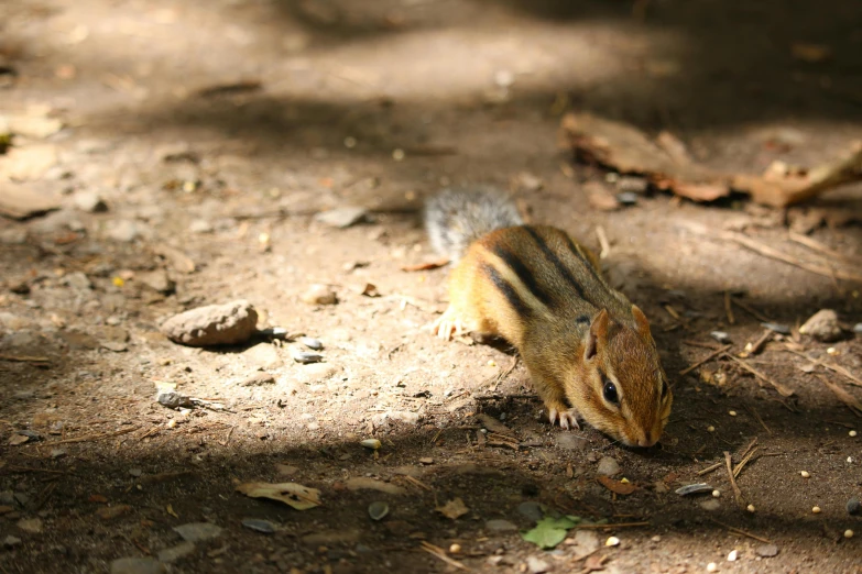 an animal on a dirt surface on the ground