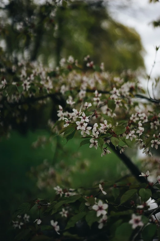 some small white flowers on a nch outside