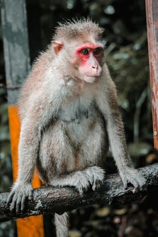 a small monkey sitting on top of a tree nch