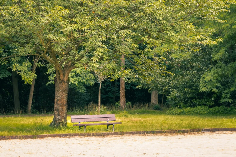 there is a bench under a big tree