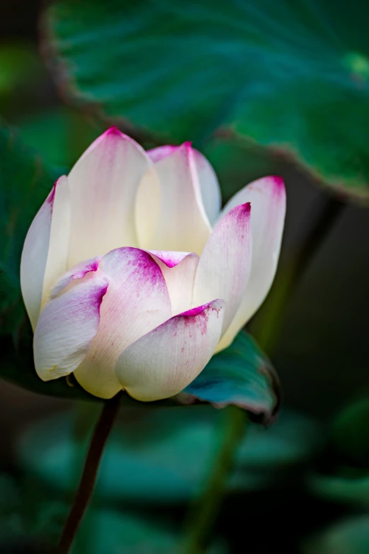 closeup of a large flower and some green leaves