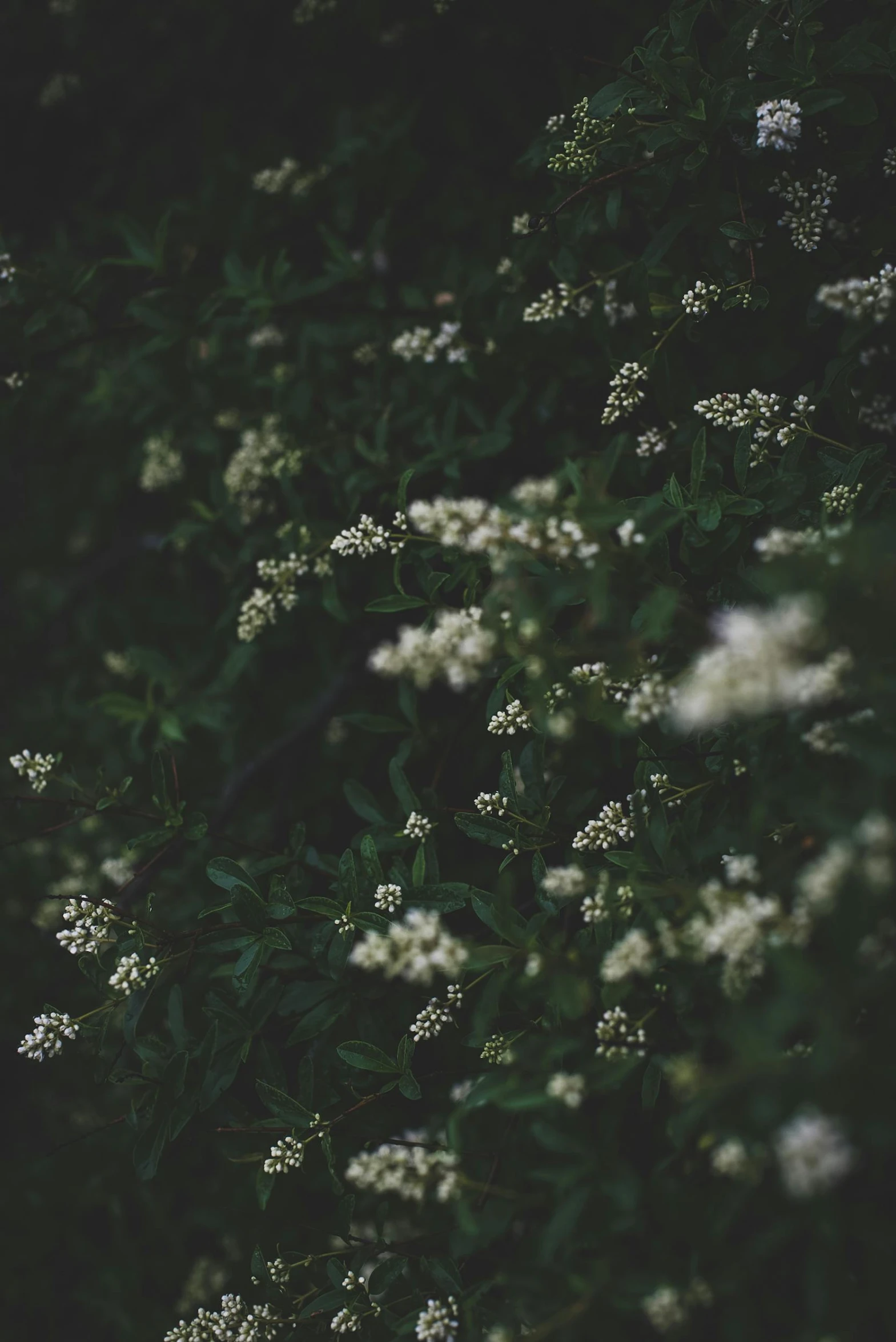 white flowers grow out of some leaves and nches