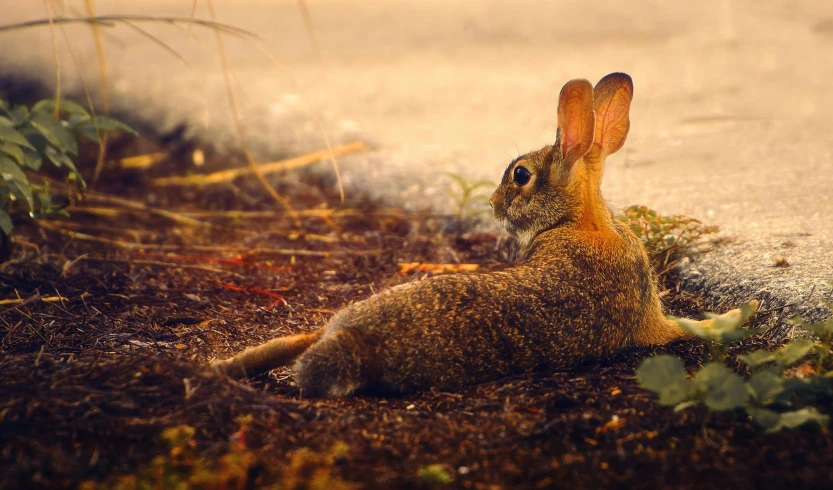 a bunny rabbit sitting on the ground