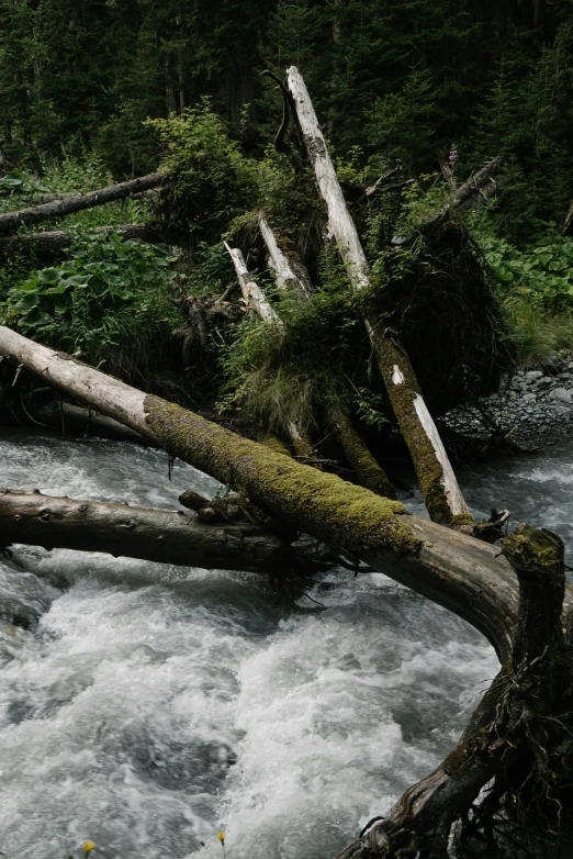 a fallen log sticking out of the river in the woods