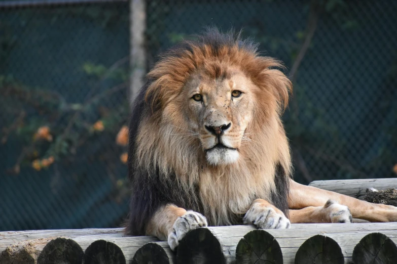 the lion is laying down on the wooden rail