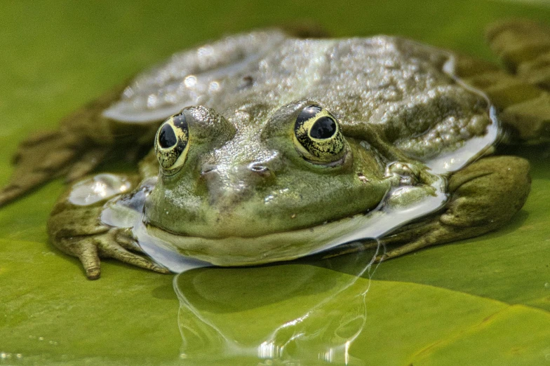 there is a green frog that is sitting on a plant